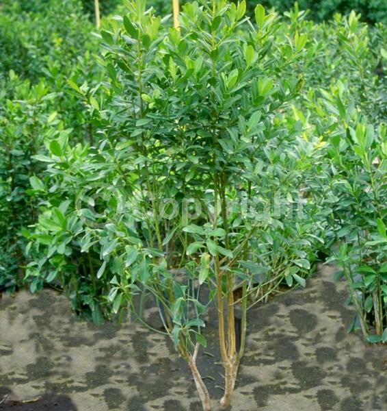 Yellow blooms; White blooms; Green blooms; Evergreen; Needles or needle-like leaf; North American Native