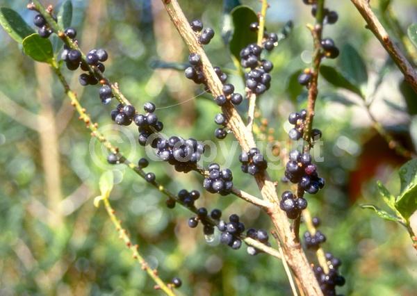 Yellow blooms; White blooms; Green blooms; Evergreen; Needles or needle-like leaf; North American Native