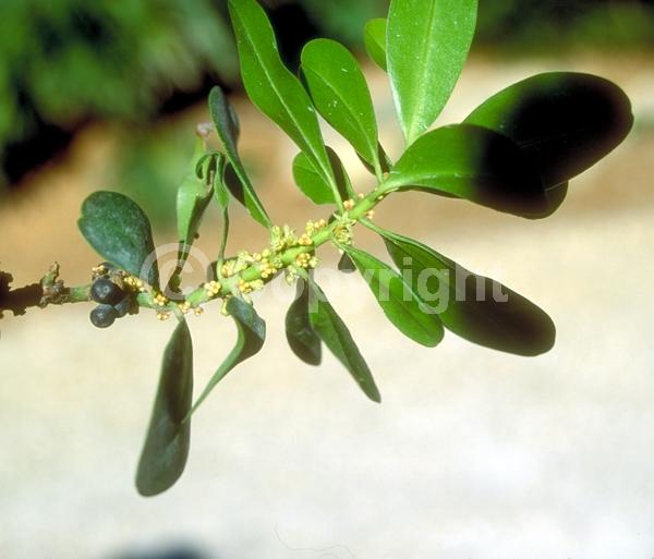 Yellow blooms; White blooms; Green blooms; Evergreen; Needles or needle-like leaf; North American Native