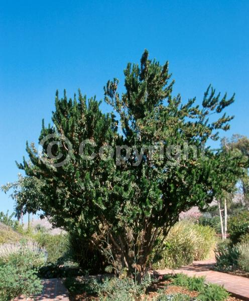 White blooms; Pink blooms; Evergreen