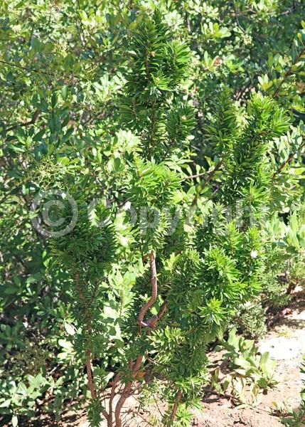 White blooms; Pink blooms; Evergreen