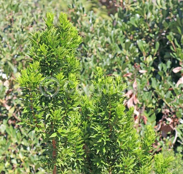 White blooms; Pink blooms; Evergreen