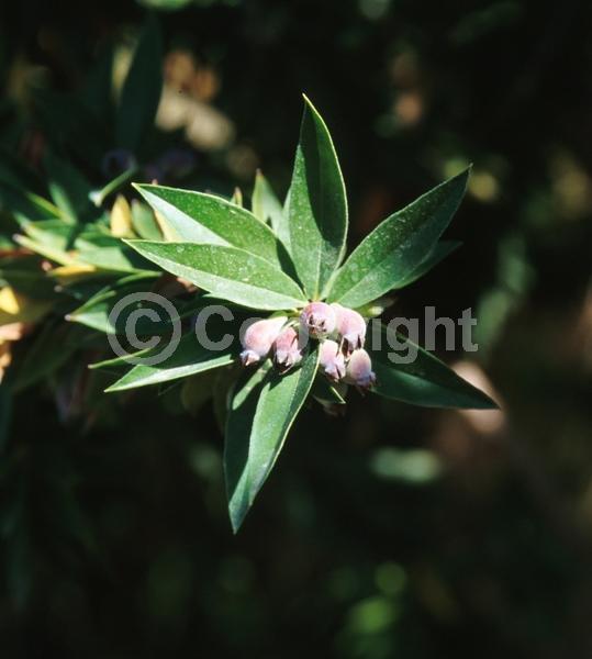 White blooms; Pink blooms; Evergreen