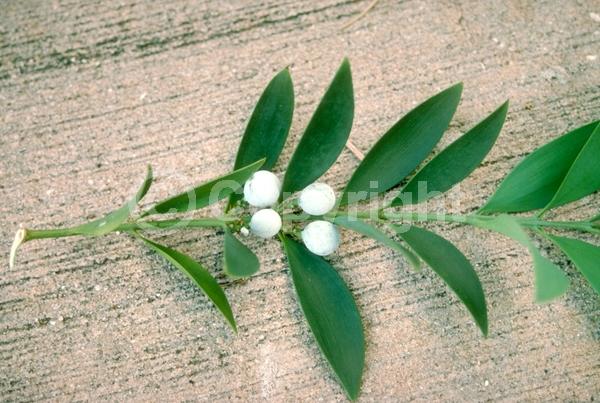 Yellow blooms; Evergreen