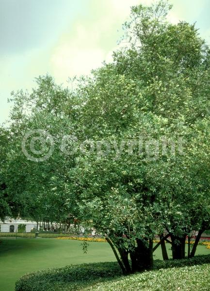 Yellow blooms; Evergreen