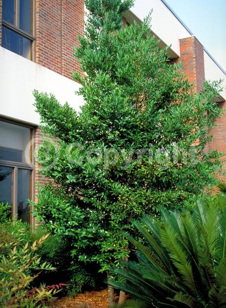 Yellow blooms; Evergreen