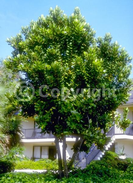 Yellow blooms; Evergreen; Broadleaf
