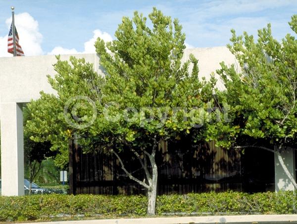 Yellow blooms; Evergreen; Broadleaf