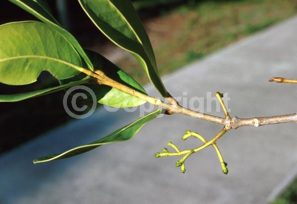 Yellow blooms; Evergreen; Broadleaf
