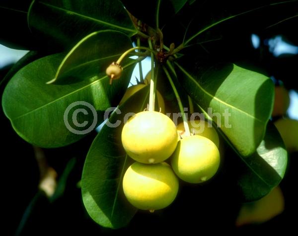 Yellow blooms; Evergreen; Broadleaf