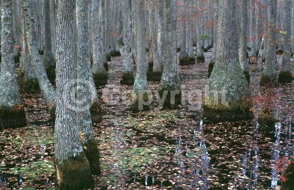 White blooms; Deciduous; North American Native