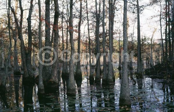 White blooms; Deciduous; North American Native