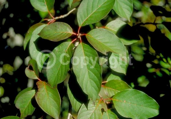 Unknown blooms; Deciduous; Broadleaf
