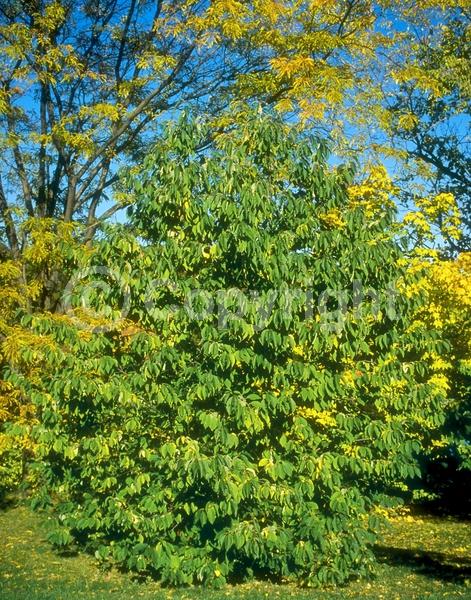 Unknown blooms; Deciduous; Broadleaf