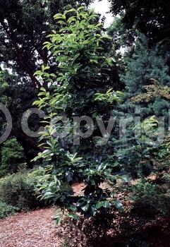 White blooms; Deciduous