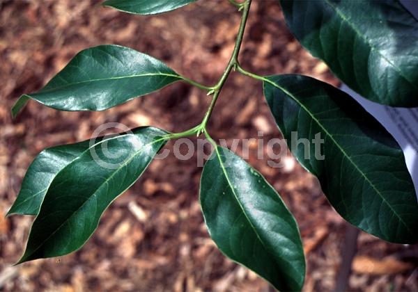 White blooms; Deciduous