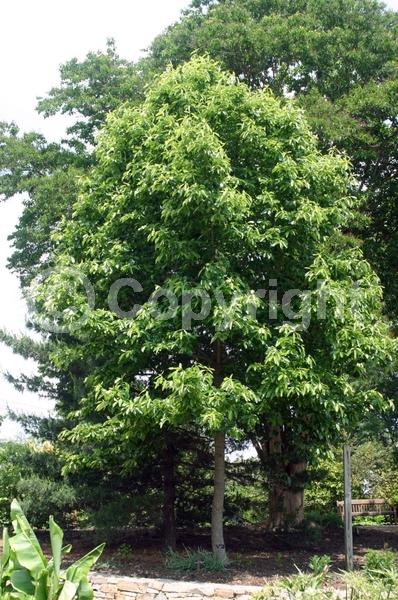 White blooms; Deciduous