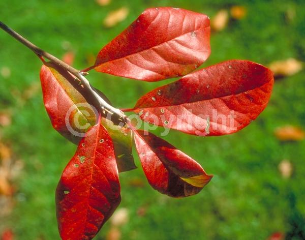 White blooms; Deciduous; North American Native