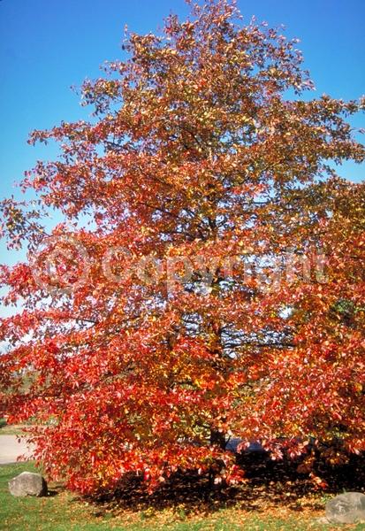 White blooms; Deciduous; North American Native