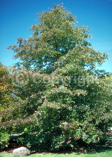 White blooms; Deciduous; North American Native