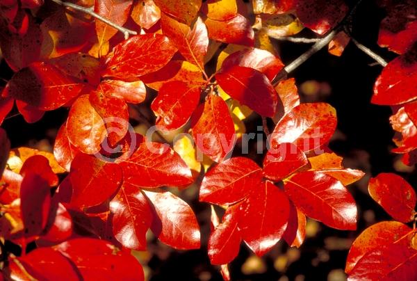 White blooms; Deciduous; North American Native