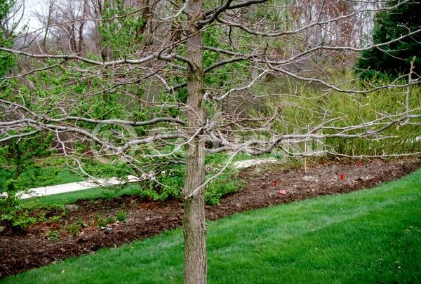 White blooms; Deciduous; North American Native