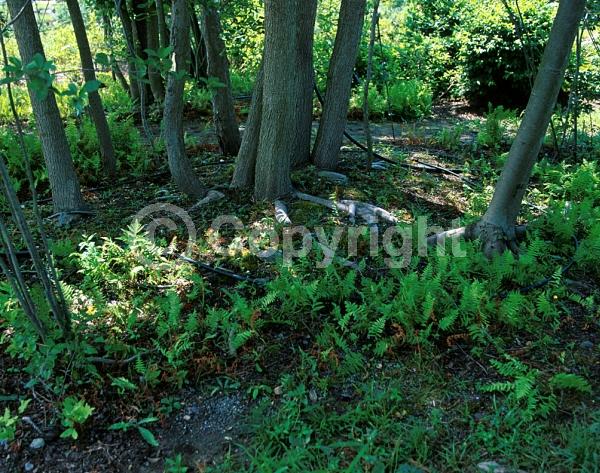 White blooms; Deciduous; North American Native