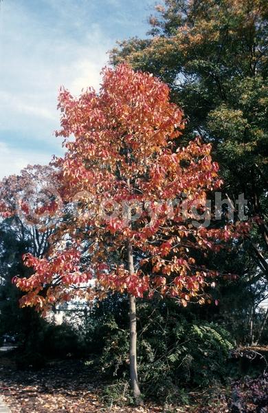 White blooms; Deciduous; North American Native