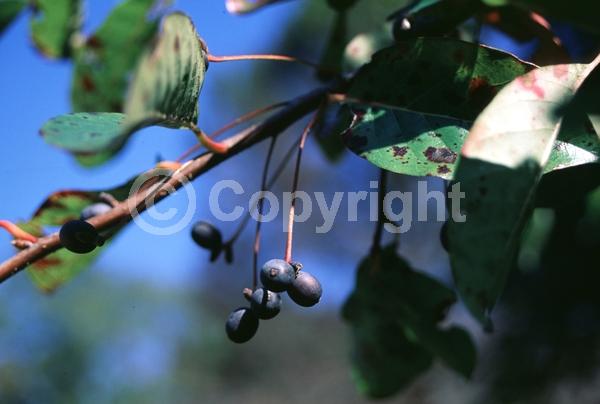White blooms; Deciduous; North American Native