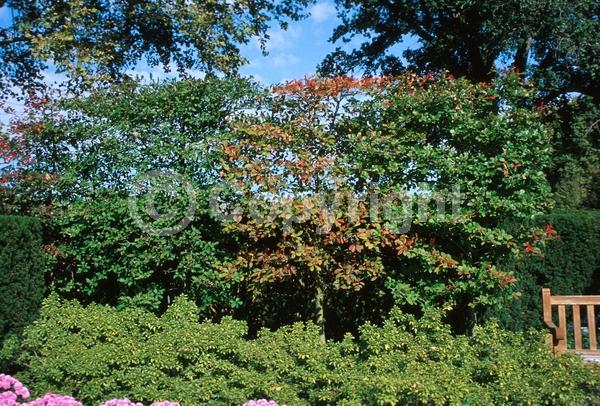 White blooms; Deciduous; North American Native