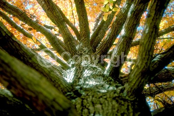 White blooms; Deciduous; North American Native