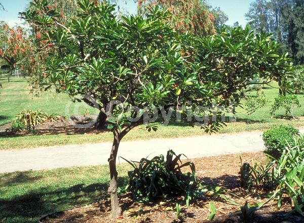 Yellow blooms; Evergreen; Broadleaf