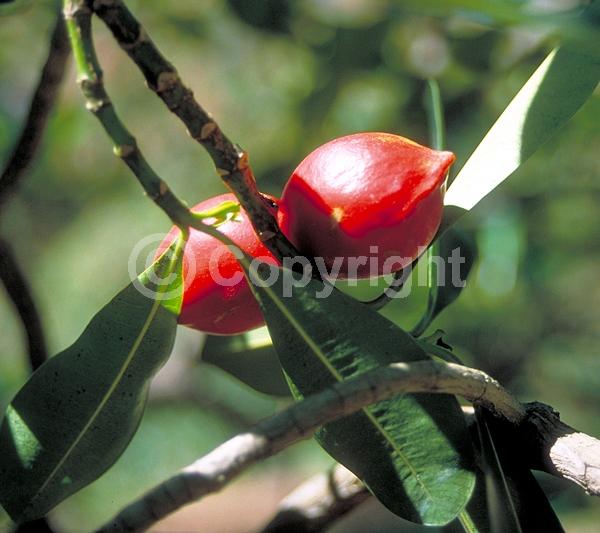 Yellow blooms; Evergreen; Broadleaf