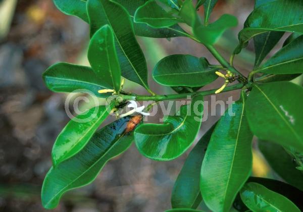 Yellow blooms; Evergreen; Broadleaf