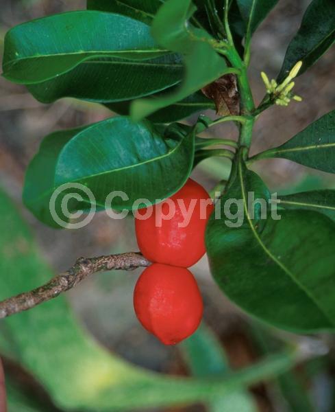 Yellow blooms; Evergreen; Broadleaf
