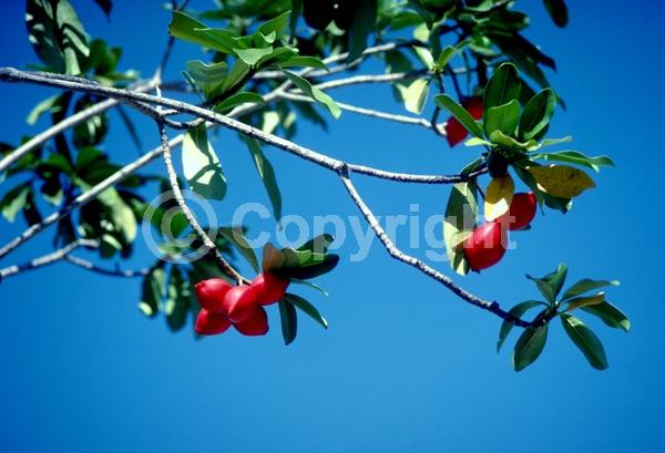 Yellow blooms; Evergreen; Broadleaf