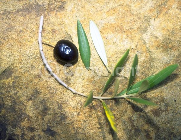 White blooms; Evergreen; Broadleaf