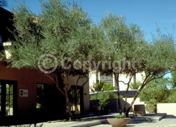 White blooms; Evergreen; Broadleaf