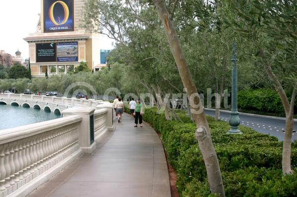White blooms; Evergreen; Broadleaf