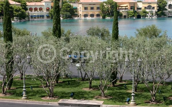 White blooms; Evergreen; Broadleaf