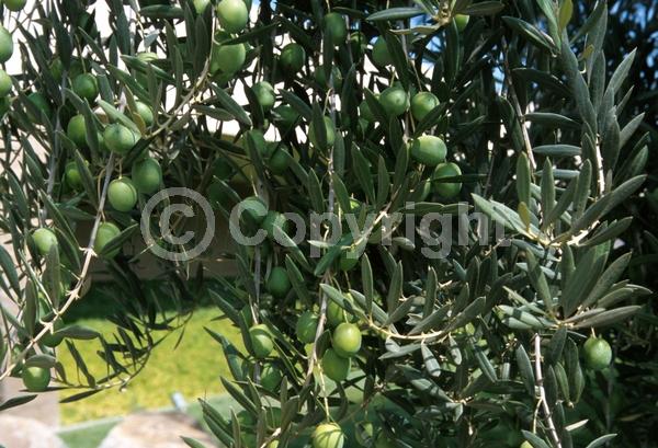 White blooms; Evergreen; Broadleaf