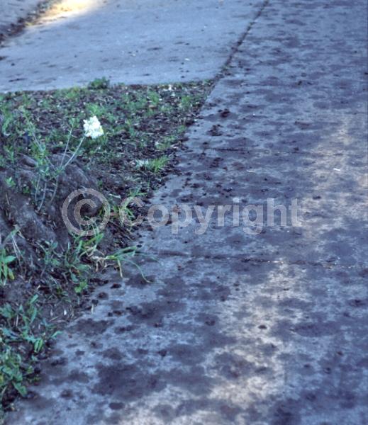 White blooms; Evergreen; Broadleaf