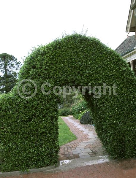 White blooms; Evergreen; Broadleaf