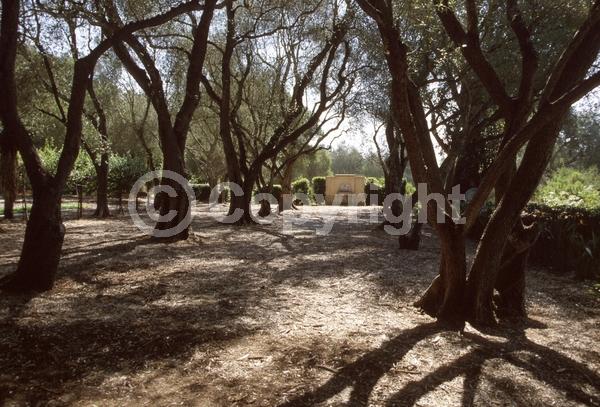 White blooms; Evergreen; Broadleaf