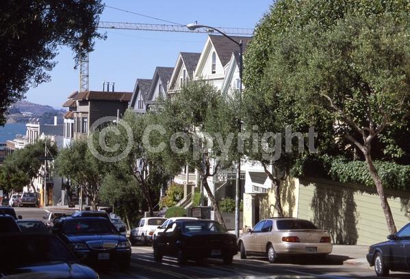 White blooms; Evergreen; Broadleaf