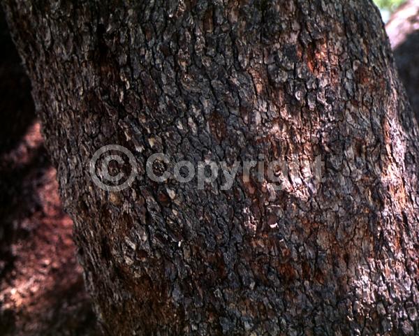 White blooms; Evergreen; Broadleaf