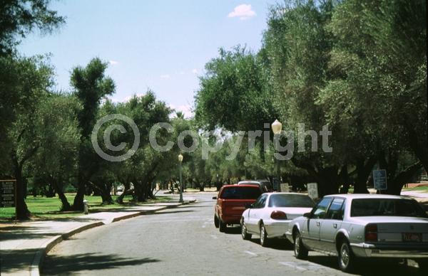 White blooms; Evergreen; Broadleaf
