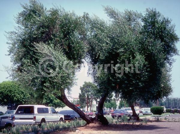 White blooms; Evergreen; Broadleaf