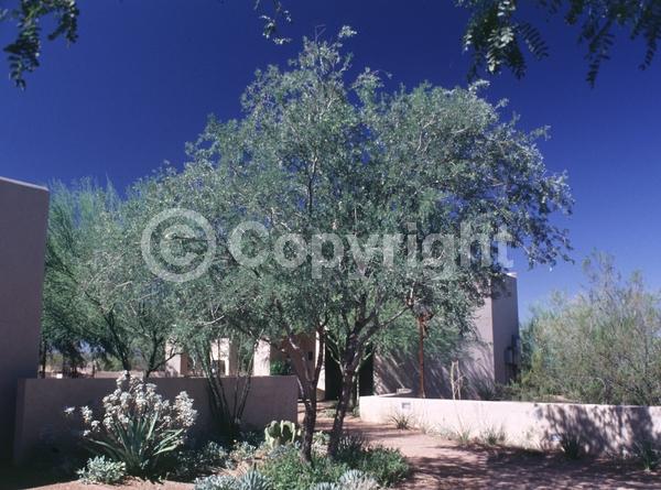 Lavender blooms; Evergreen; North American Native