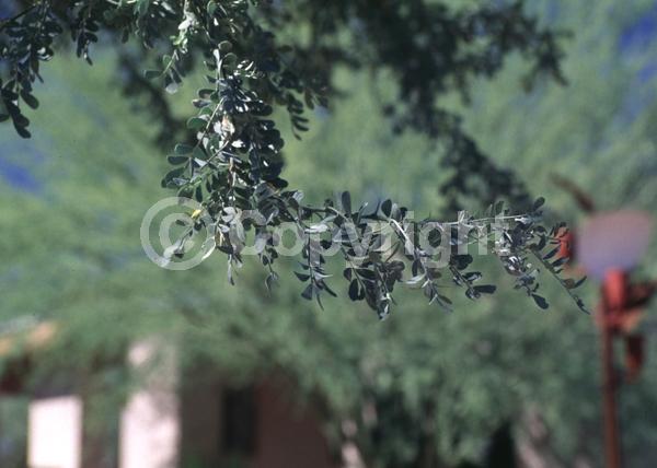 Lavender blooms; Evergreen; North American Native